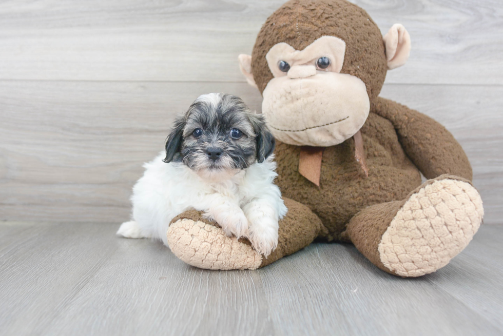 Best Teddy Bear Baby