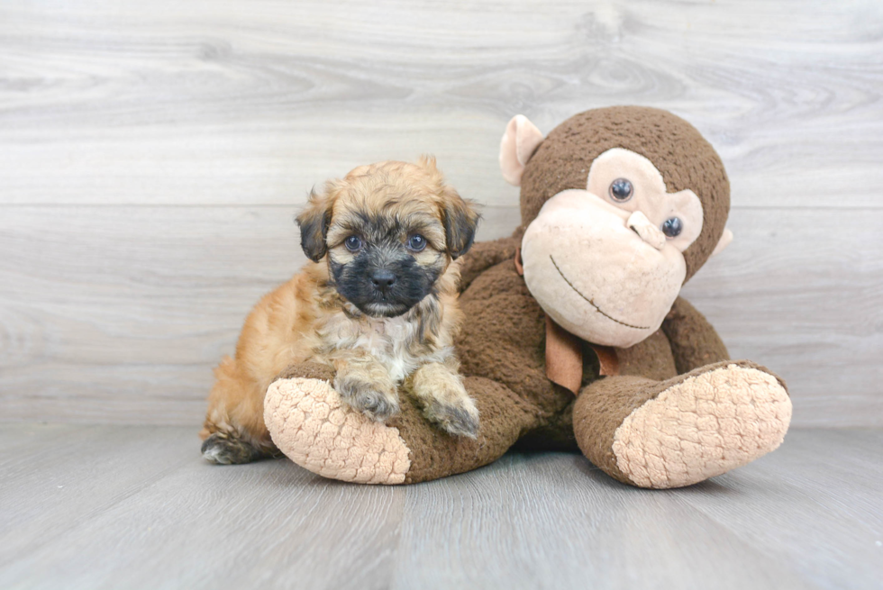 Teddy Bear Pup Being Cute