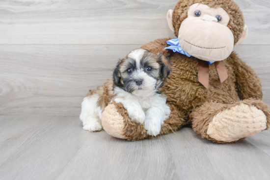 Teddy Bear Pup Being Cute