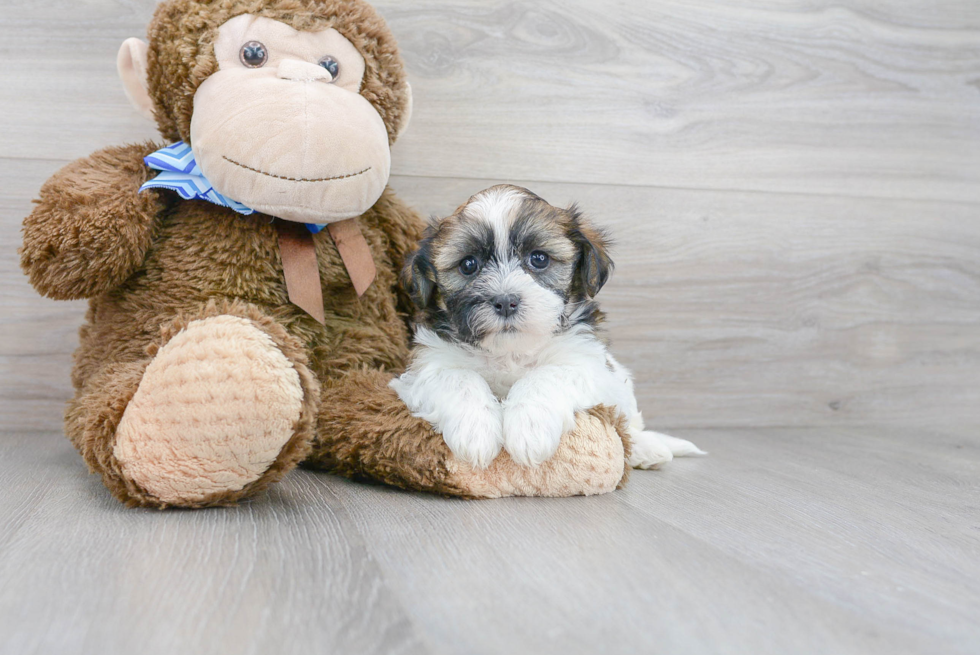 Teddy Bear Pup Being Cute