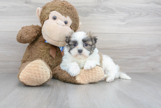 Playful Shichon Designer Puppy