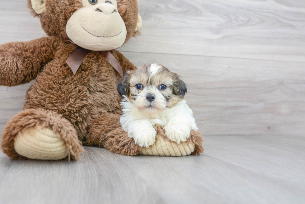 Teddy Bear Pup Being Cute