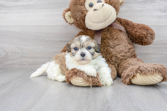 Fluffy Teddy Bear Designer Pup