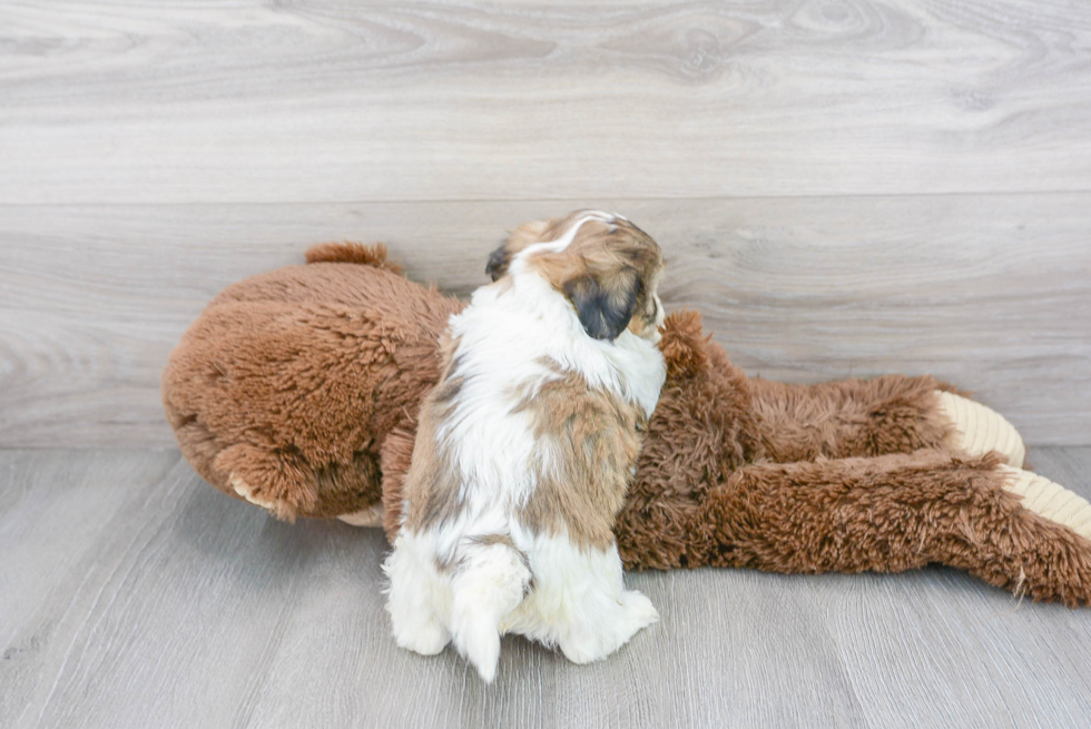 Teddy Bear Pup Being Cute