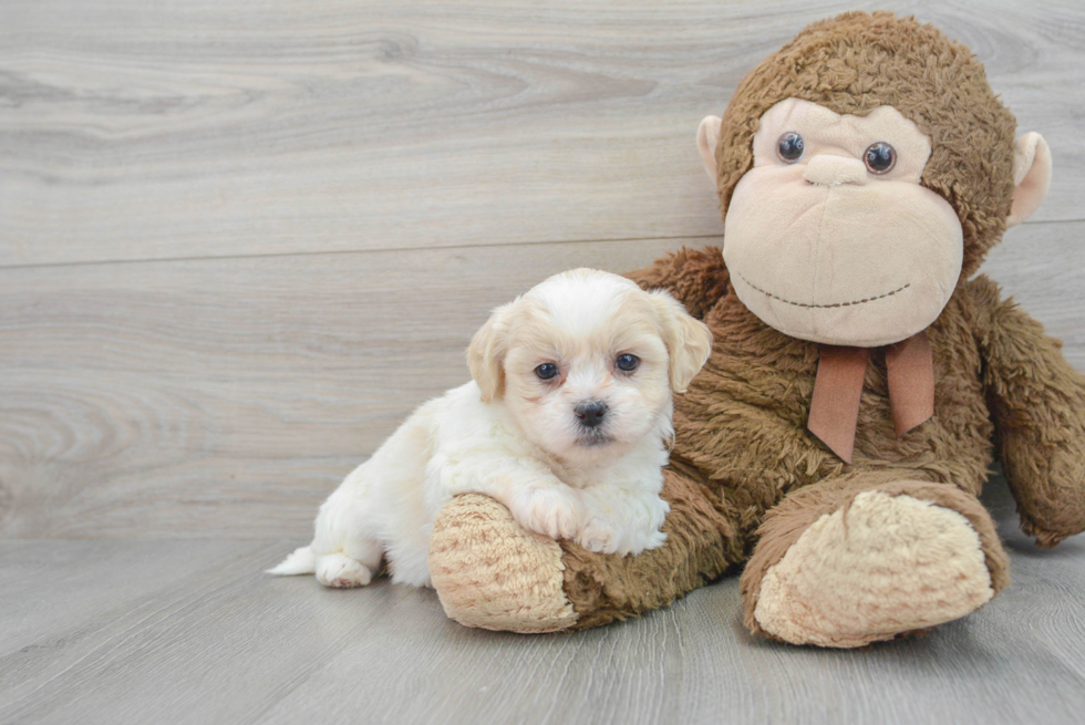 Energetic Shichon Designer Puppy