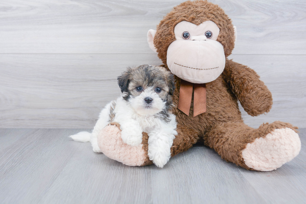 Teddy Bear Pup Being Cute