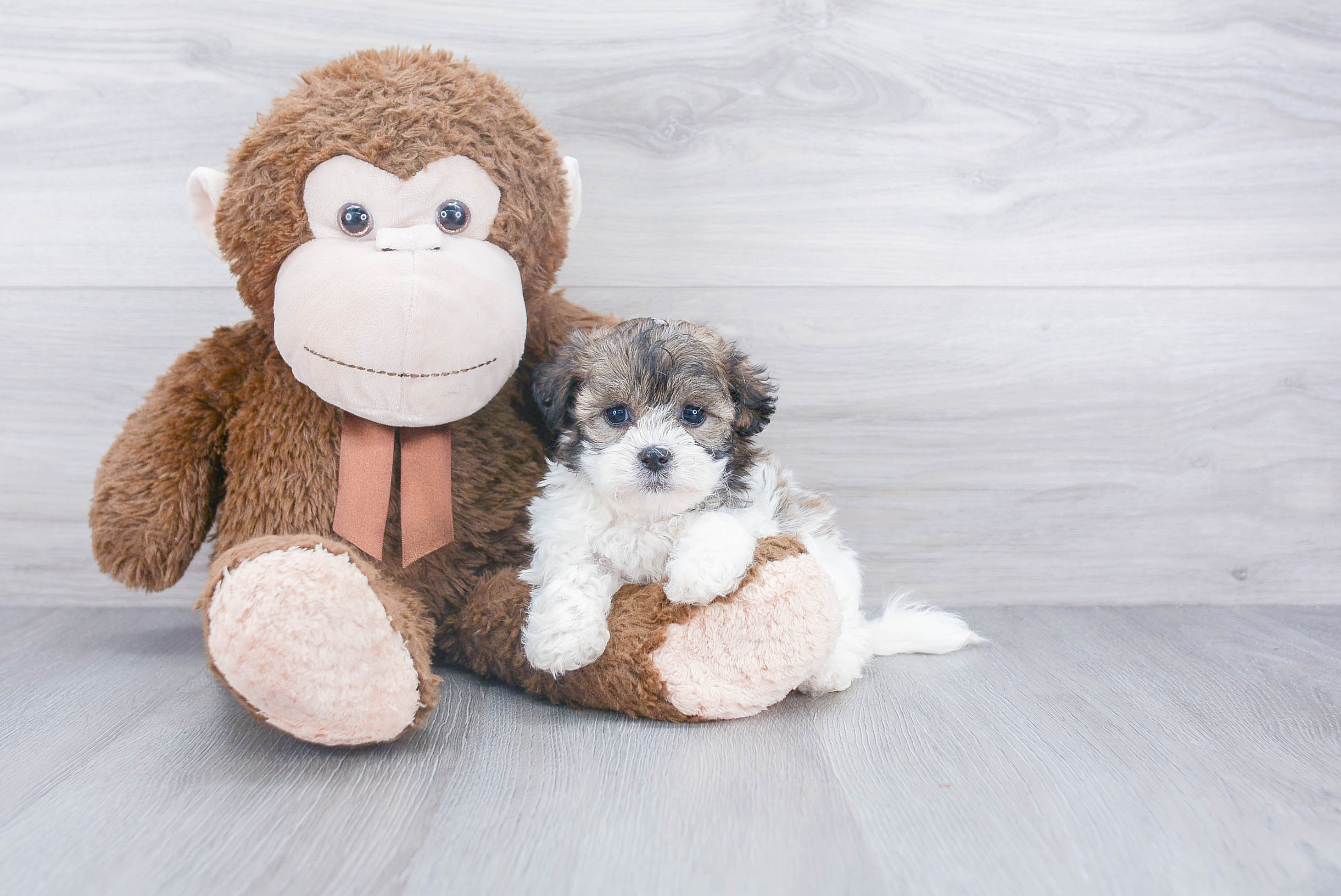 Popular Teddy Bear Designer Pup