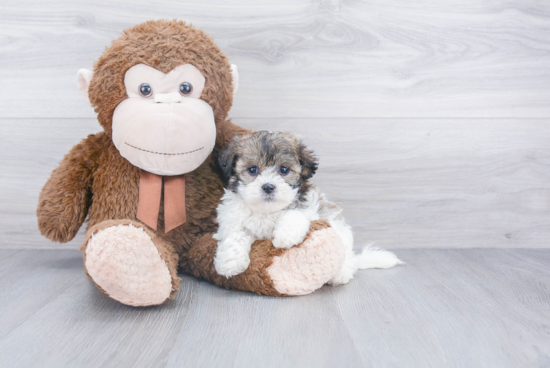 Popular Teddy Bear Designer Pup