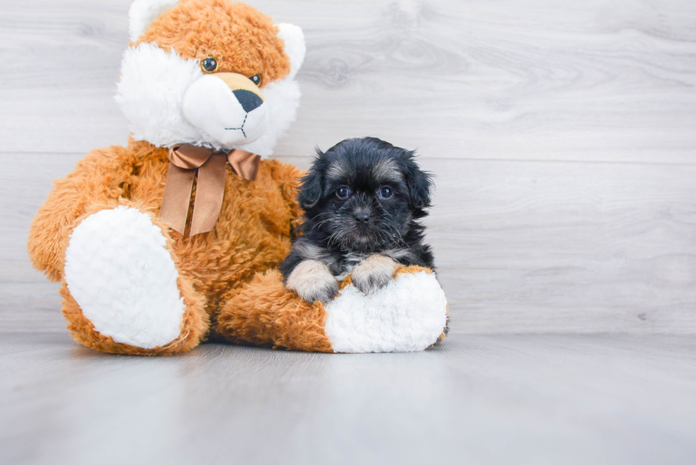 Teddy Bear Puppy for Adoption