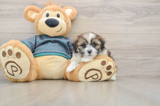 Teddy Bear Pup Being Cute