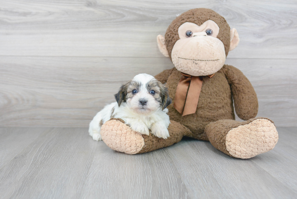 Energetic Shichon Designer Puppy