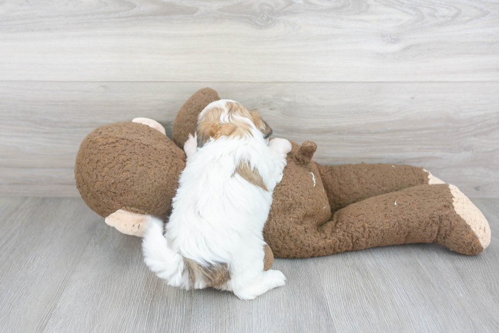 Sweet Teddy Bear Baby