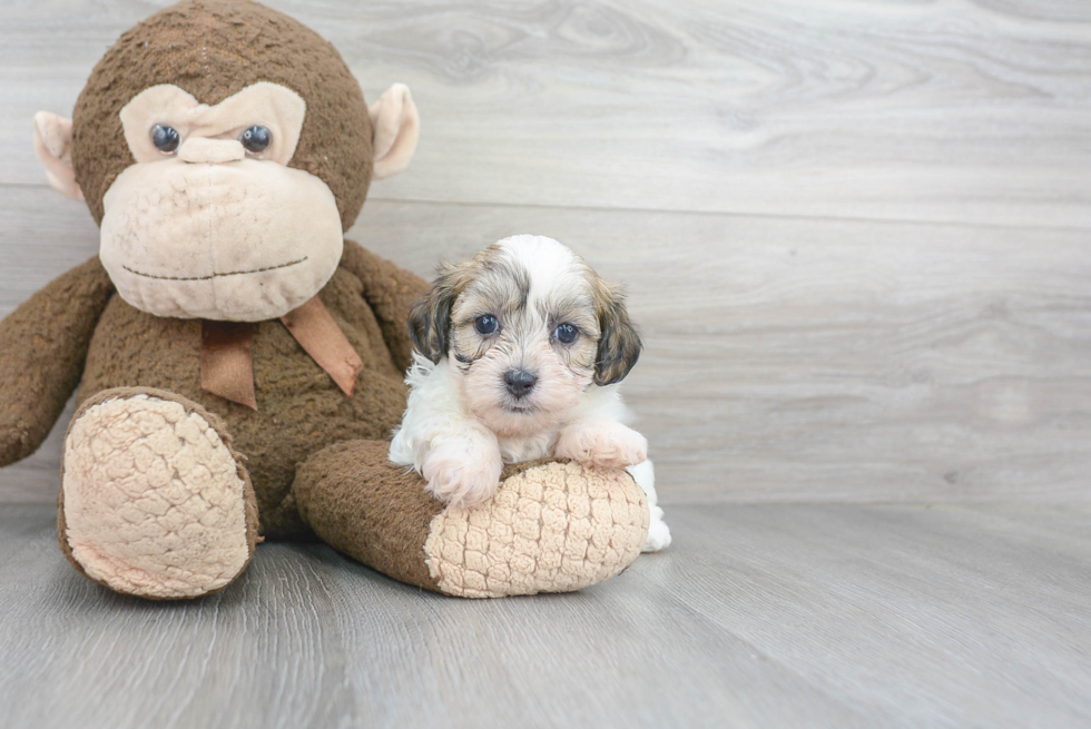 Best Teddy Bear Baby