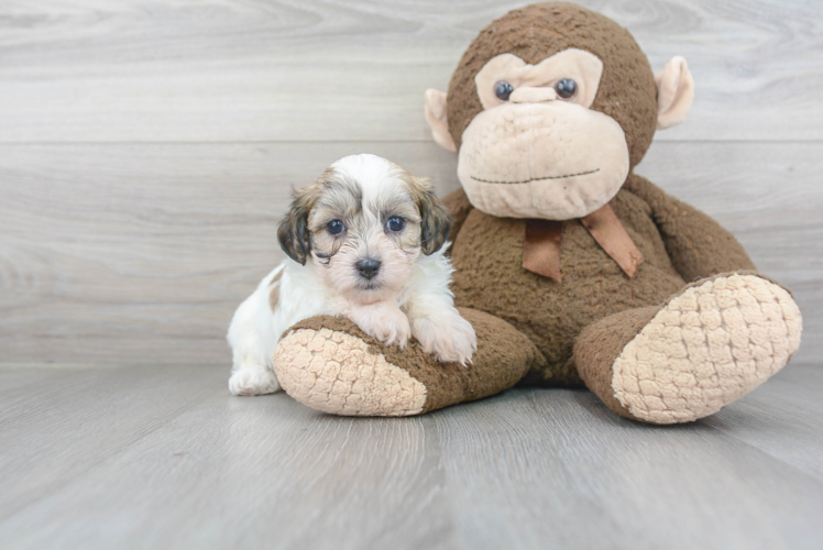 Best Teddy Bear Baby