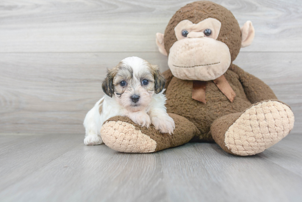 Best Teddy Bear Baby