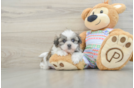 Adorable Shi Chon Designer Puppy