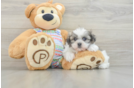 Little Shi Chon Designer Puppy