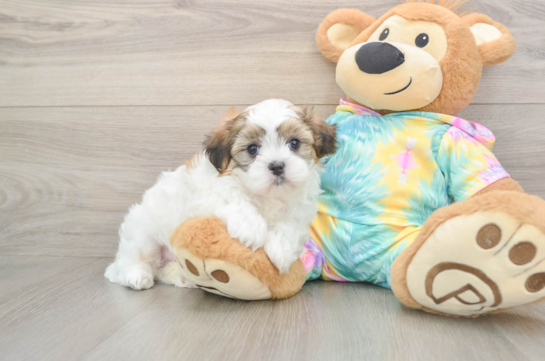 Teddy Bear Puppy for Adoption
