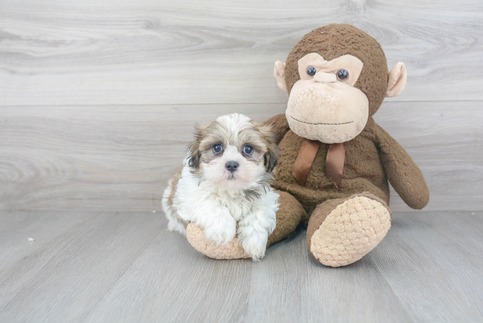 Teddy Bear Pup Being Cute