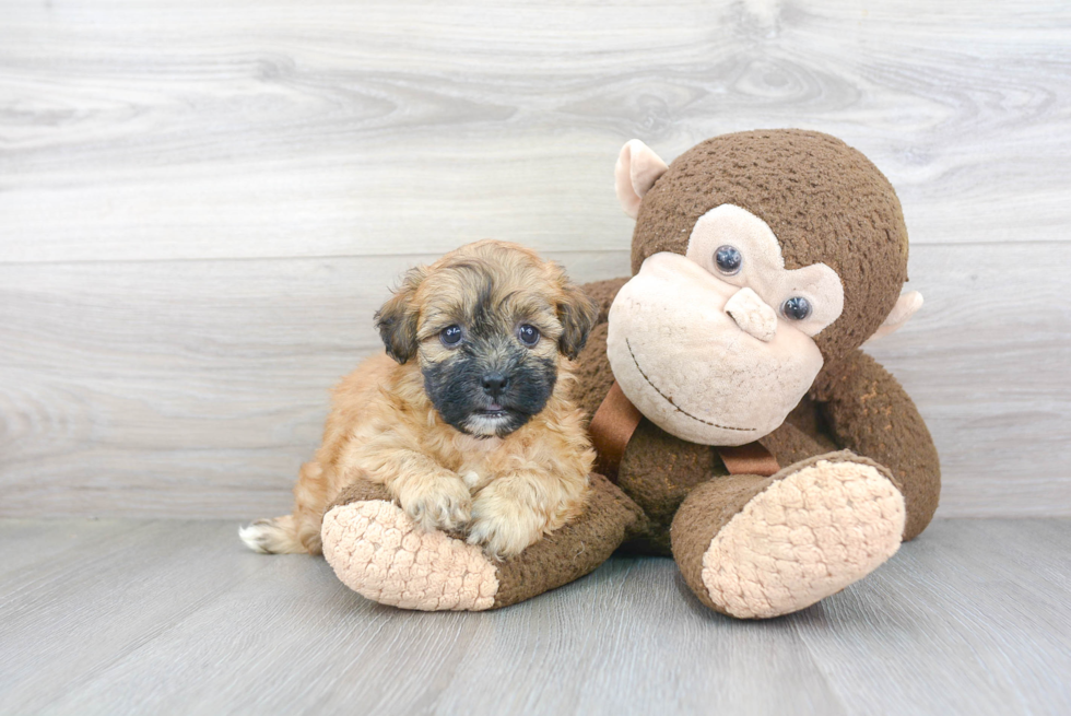 Teddy Bear Puppy for Adoption