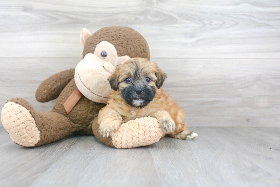 Smart Teddy Bear Designer Pup