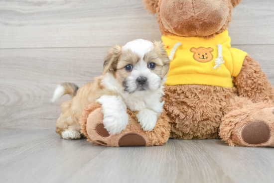 Teddy Bear Puppy for Adoption