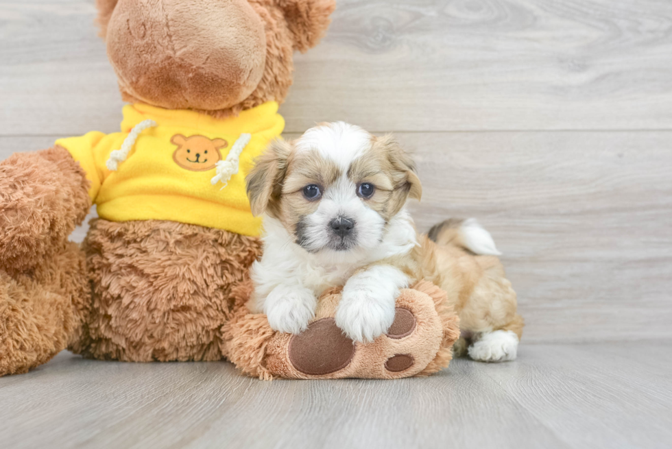 Teddy Bear Pup Being Cute