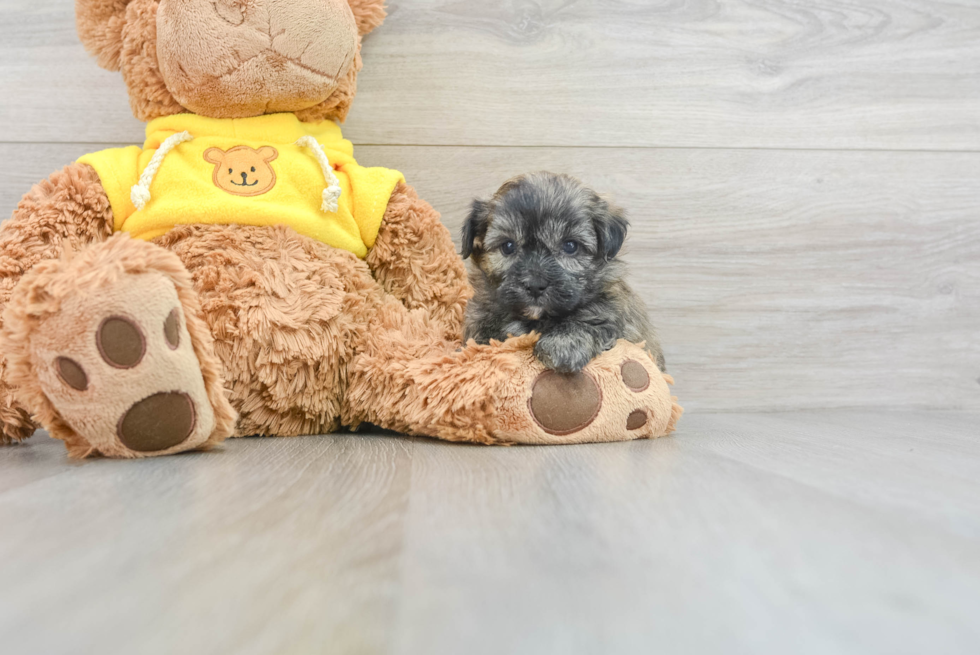 Teddy Bear Pup Being Cute