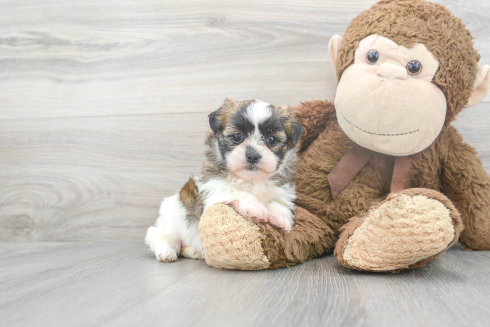 Teddy Bear Pup Being Cute