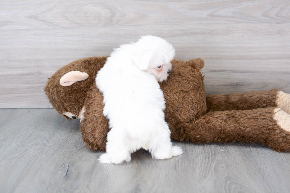 Popular Teddy Bear Designer Pup