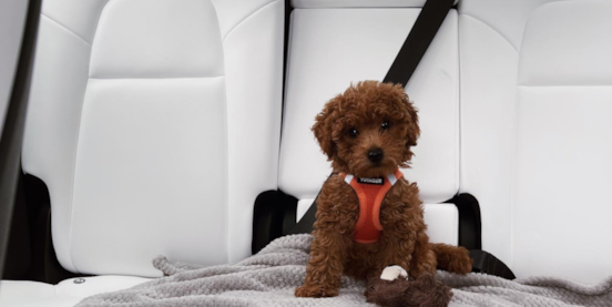 A Guide to Chocolate Mini Goldendoodles A Guide to Chocolate Mini Goldendoodles
