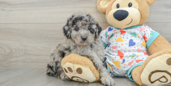 Meet the Stunning Merle Goldendoodle Mini Meet the Stunning Merle Goldendoodle Mini
