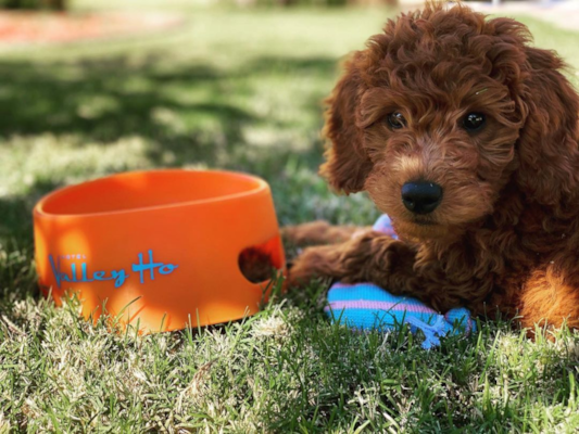 The Ultimate Mini Goldendoodle Training Guide for 2025 Owners