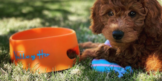 Mini Goldendoodle Training: The Complete 2025 Guide