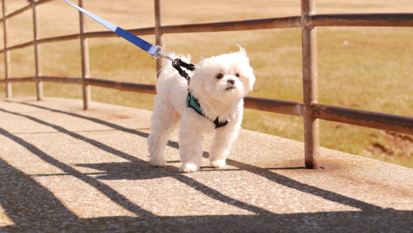 Top 20 Most Adorable Maltese Mixes - Premier Pups