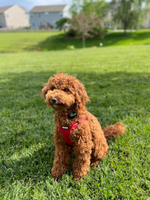 Top 20 Pros and Cons of Mini Goldendoodles | Premier Pups 