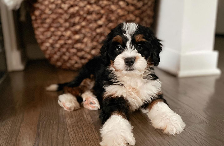 Tiny bernedoodle puppies for fashion