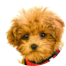 Poodle Puppies For Sale - Premier Pups Poodle Puppies For Sale - Premier Pups