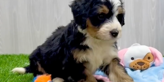 Tricolor Mini Bernedoodles: Colors, Markings & How They Change