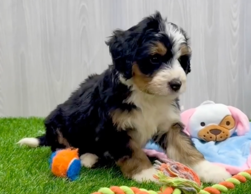 Tricolor Mini Bernedoodles: Colors, Markings & How They Change