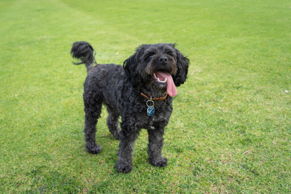 Understanding and Managing Your Cavapoo’s Barking 