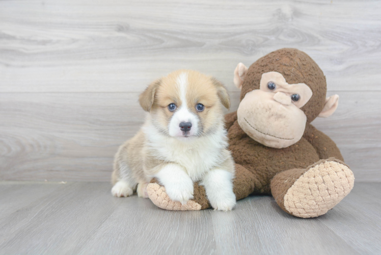 Cute Welsh Corgi Baby