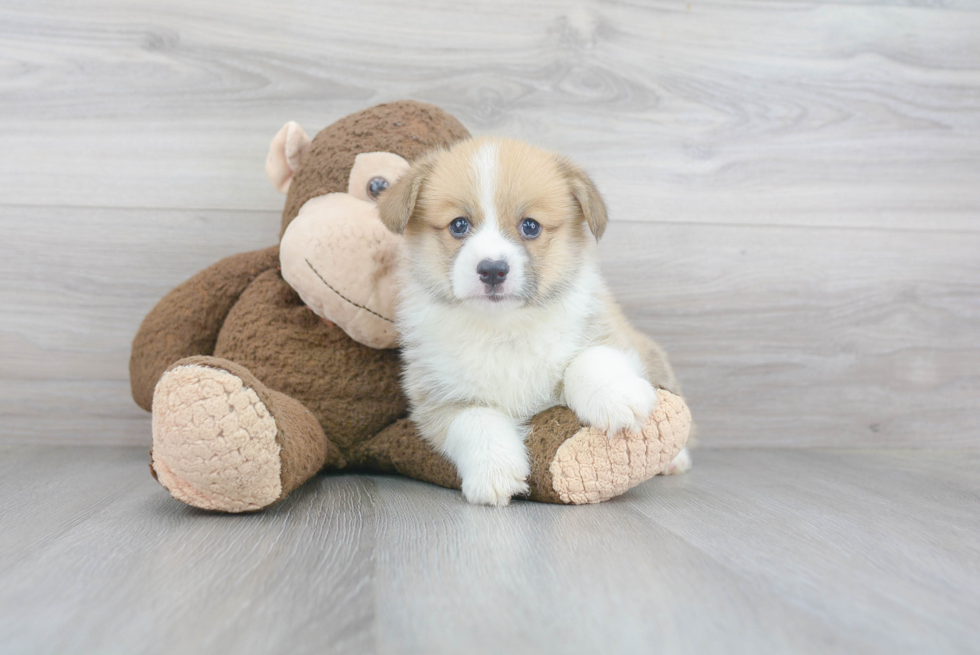 Cute Welsh Corgi Mix Puppy