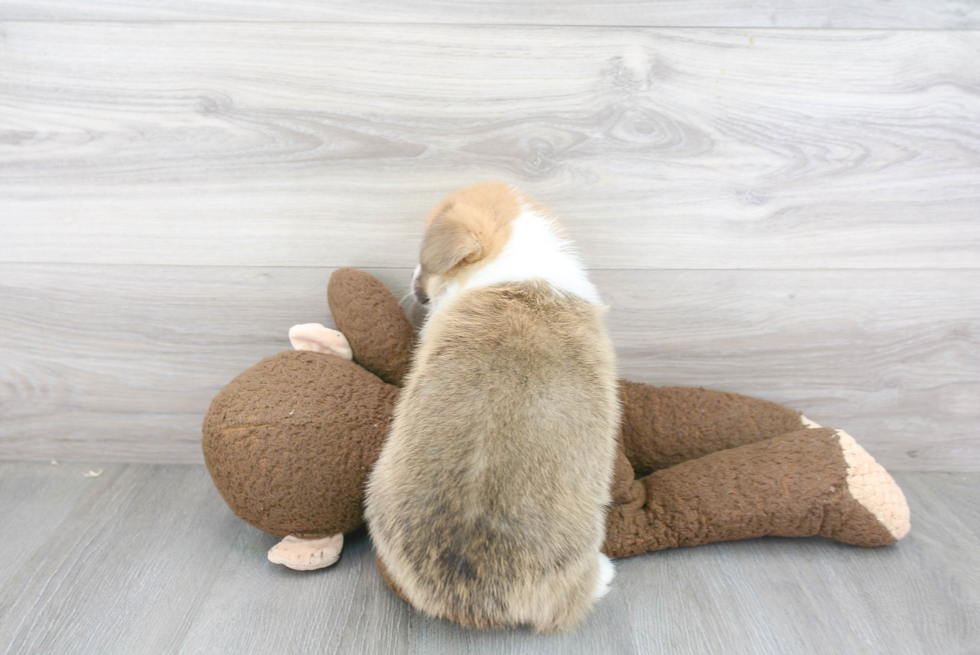 Welsh Corgi Pup Being Cute