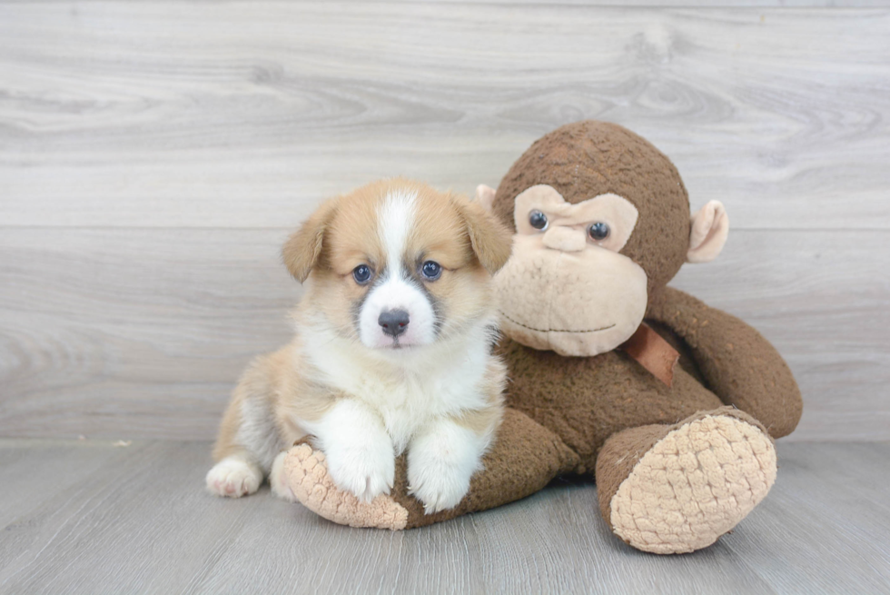 Cute Welsh Corgi Mix Puppy