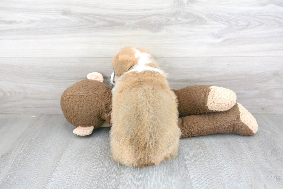 Cute Welsh Corgi Mix Pup