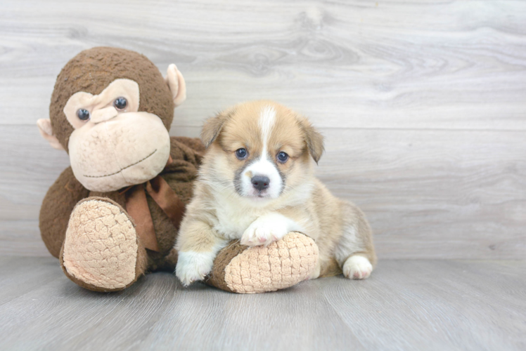 Cute Welsh Corgi Mix Pup