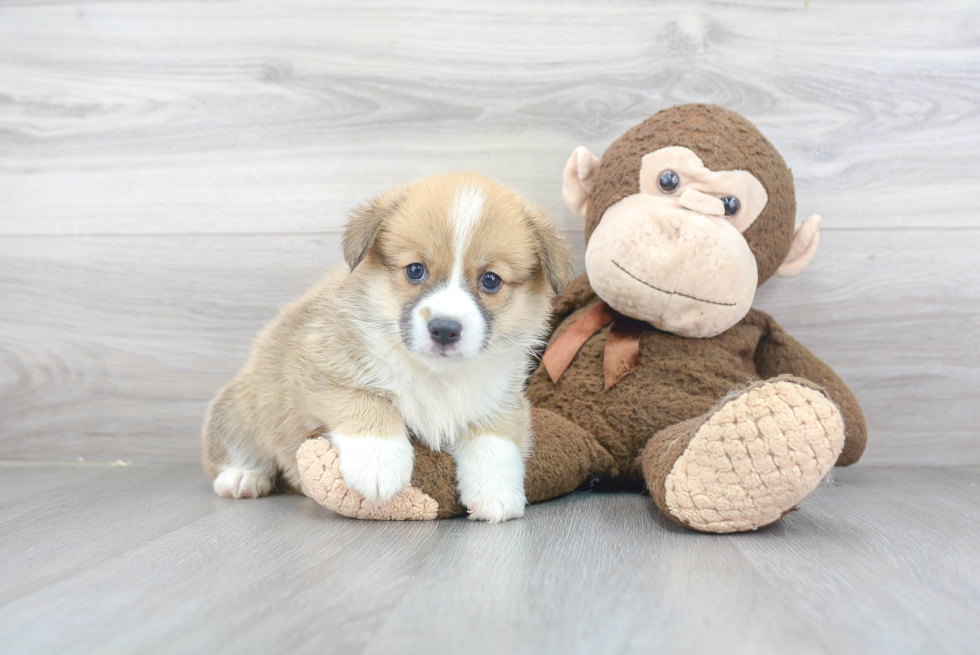 Welsh Corgi Puppy for Adoption
