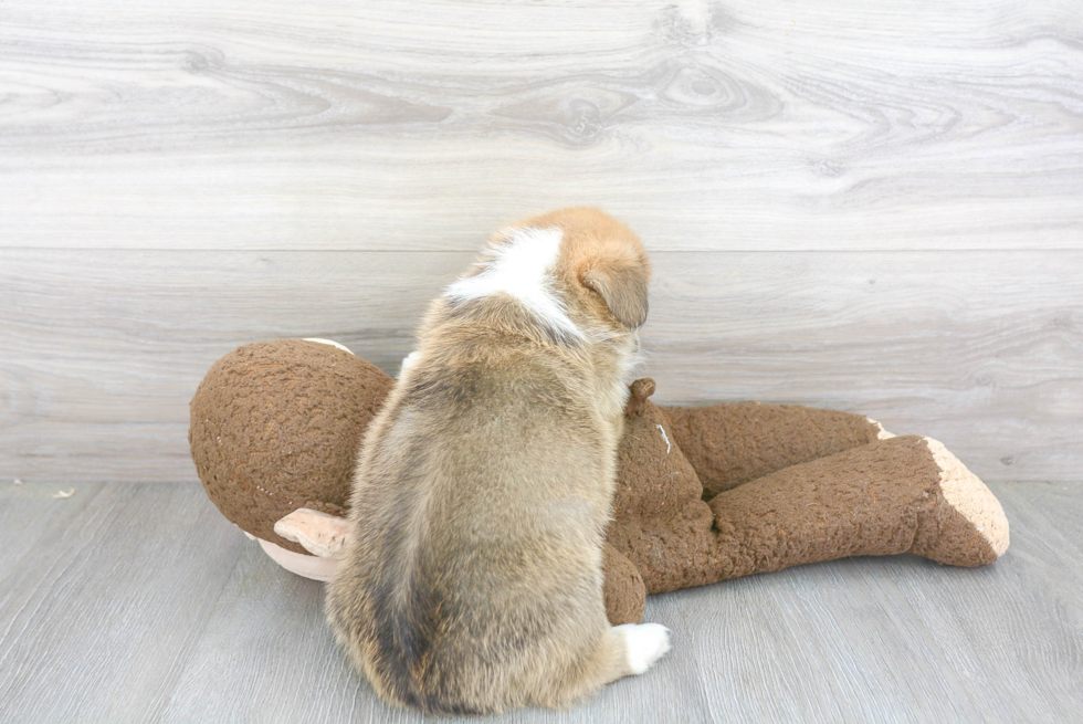 Cute Welsh Corgi Baby
