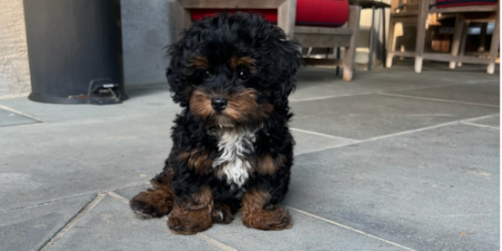 What Is an F1B Mini Bernedoodle? Size, Coat Type & More 